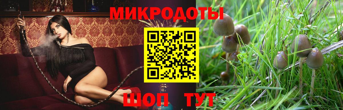 Псилоцибиновые грибы Psilocybe Черемхово